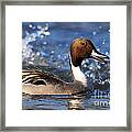 Male Northern Pintail Framed Print