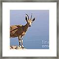 Male Nubian Ibex 1 Framed Print