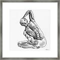 Male Nude 4 Framed Print