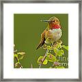 Male Rufous Hummingbird #1 Framed Print