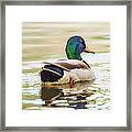 Mallard Colors From Behind Framed Print