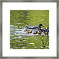 Mallard Duck Family Framed Print