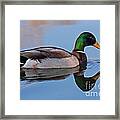 Mallard Duck In Sterne Lake Framed Print