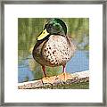 Mallard Duck On Log Framed Print