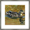 Mallard Duck Framed Print