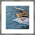 Mallard Landing Framed Print