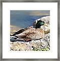 Mallard On Rock Framed Print