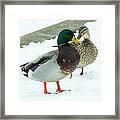 Mallards In The Snow Framed Print