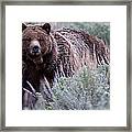 Mama Grizzly Framed Print