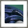 Mamba Snakes Framed Print