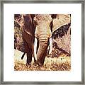 Mana Pools Elephant Framed Print