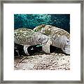 Manatee Mother And Young Framed Print