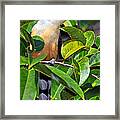 Mangrove Cuckoo Framed Print