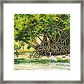 Mangrove Morning Framed Print