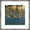 Mangroves Framed Print