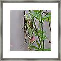 Mantis Love Framed Print