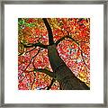 Maple In Autumn Glory Framed Print