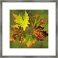 Maple Leaf Arrangement Framed Print