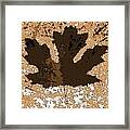 Maple Leaf Brown  Hues Framed Print