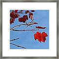 Maple Leaf Duet Framed Print