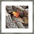 Maple Leaf In Wood Pile Framed Print