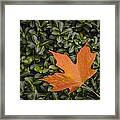 Maple Leaf On Boxwood Framed Print