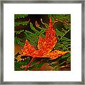 Maple Leaf On Fern Framed Print