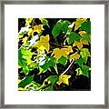 Maple Leaves In Sunlight Framed Print