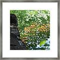 Maple Reflections Framed Print