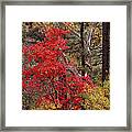 Maple Sycamore Pine Framed Print