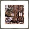 Maple Syrup Buckets Framed Print