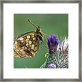 Marbled Fritillary On Thistle Swiss Alps Framed Print
