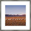 March Of The Swans Framed Print