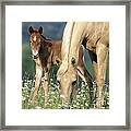 Mare And Foal In Meadow Framed Print