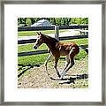 Mare Foal90 Framed Print