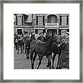 Mares And Foals At The Farm Of Marie-helene De Framed Print