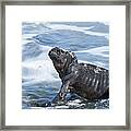 Marine Iguana Academy Bay Galapagos Framed Print