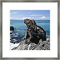 Marine Iguana Basking Galapagos Islands Framed Print