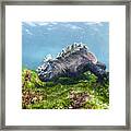 Marine Iguana Feeding On Algae Punta Framed Print