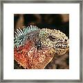 Marine Iguana Galapagos Islands Framed Print