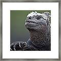 Marine Iguana Male Molting Galapagos Framed Print