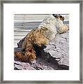 Marmot Morning Framed Print