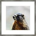 Marmot Framed Print