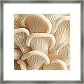 Marvelling The Mushroom - Ii Framed Print