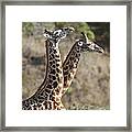 Masai Giraffe Males Fighting Tanzania Framed Print