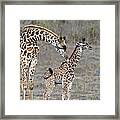 Masai Giraffe Mother Cleaning Calf Framed Print