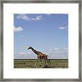 Masai Giraffe On Savanna Masai Mara Framed Print