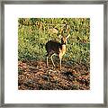 Masai Mara Dikdik Deer Framed Print