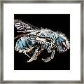 Mason Bee Framed Print