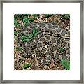Massasauga Rattlesnake Framed Print